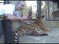 Big Tiger Cats - Chiang Mai