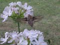 Hummingbird moth Hummingbird moth