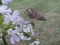 Hummingbird moth