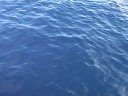 (Semi) Vertical Jigging for Bluefin Tuna (Semi) Vertical Jigging for Bluefin Tuna