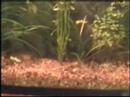 10 Planted