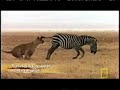 Smilodon Fatalis