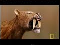 Smilodon Fatalis