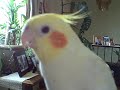 My cockatiel Tequilia talking and singing. My cockatiel Tequilia talking and singing.