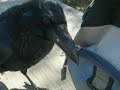 adopted by a raven
