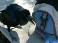 adopted by a raven