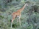 Hemingway - Ernest Hemingway Safari Africa