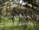 Ernest Hemingway Safari Africa