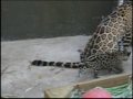 Gallery - Baby Jaguars Rock!