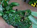 Aerial Garden View Aerial Garden View
