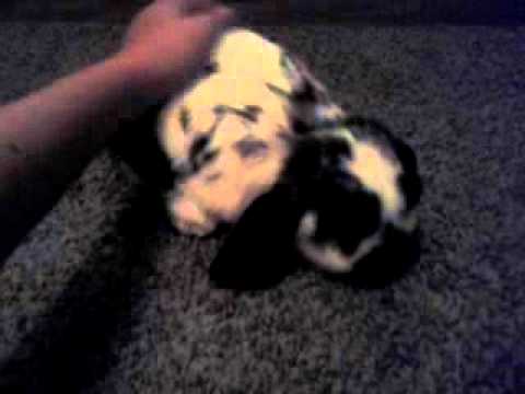 how to take care of a bunny