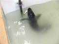 videos de Joey and Mark eating and swimming.mpg