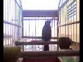Trinca Ferro Maluc�o  \"bom dia tio chico\"