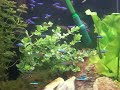 Aquario Plantado montado a um mes... 
