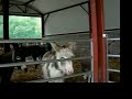 ireland irish donkey donkeys sanctuary rescue galway