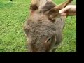 Donkeys in Ireland Donkeys in Ireland