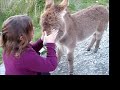 half shot in galway and the other at a donkey sanctuary. donkeys are the best! the band is great big sea. donate to the sanctuary! www.thedonkeysanctuary.ie view the sanctuary's official video on youtube here: www.youtube.com