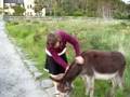 Donkeys in Ireland