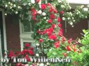 Roses - rozen