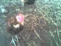 Funny chick follows my finger