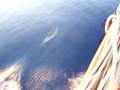 videos de delfini burloni