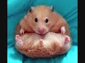 Really cute and funny Syrian Hamsters ! Part 2 Really cute and funny Syrian Hamsters ! Part 2