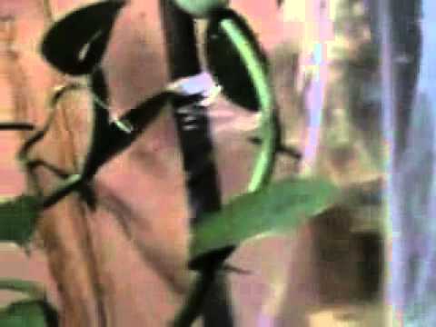 how to fertilize vanilla orchid