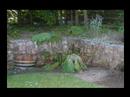 how to grow gunnera
