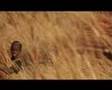 Ver Video