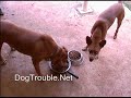 take 2: food agression revisited! pit bull food fight??