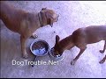 Take 2: Food agression revisited! Pit bull food fight?? Take 2: Food agression revisited! Pit bull food fight??