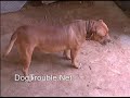 take 2: food agression revisited! pit bull food fight??
