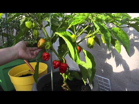 how to harvest habanero peppers