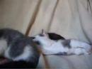 Kittens #2 Kittens #2