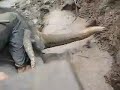 Baby Elephant in Laos (Gone Wild)
