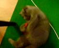 Mister Smoker playing