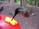 Hummingbird Feeder Really Close up