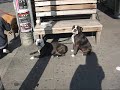 Toronto Discoveries - Walking east of Gladstone Hotel