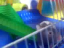 Three new hamsters 3
