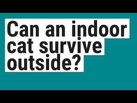 Can an indoor cat survive outside?