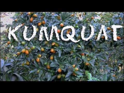 kumquat
