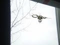 UFO! UFO!