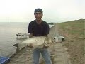 ハクレンは1mを超える大型魚に成長するが、ウキに出るアタリはヘラブナと同じように非常に繊細である。それは、まるでサンバを踊っているようにリズミカルである。今回は、利根川に於けるレンギョ釣りを紹介する。Atari that goes out to float is as very as Hera beechen delicate though silver carp grows up to a large-scale fish that exceeds 1m. It is rhythmical like dancing the samba. This time, it introduces the silver carp fishing in Toneriver. by the big carp laboratory.http://www.ogoi.org