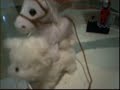 animal porn