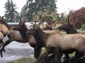 Elk Drop by for a Visit! Elk Drop by for a Visit!