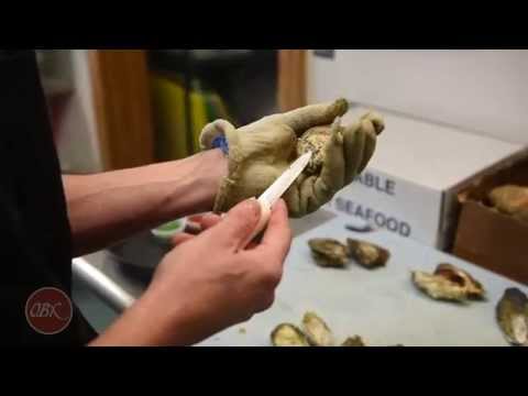 how to harvest oysters in nc