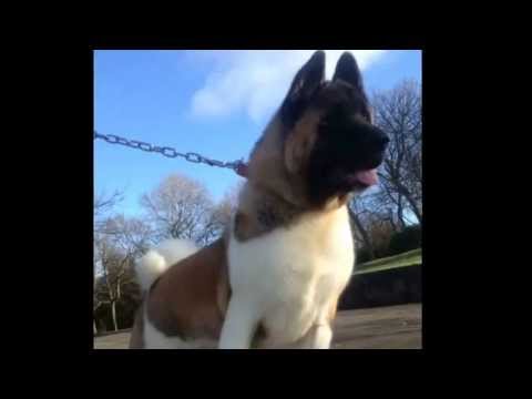 akita