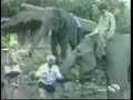 Animales graciosos en Video  - Fanny Animals Video