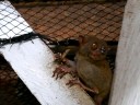 Tarsier @Bohol