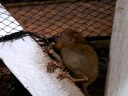 Tarsier @Bohol